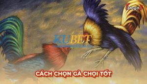 Bật mí cách chọn gà chọi tốt và kinh nghiệm từ sư kê