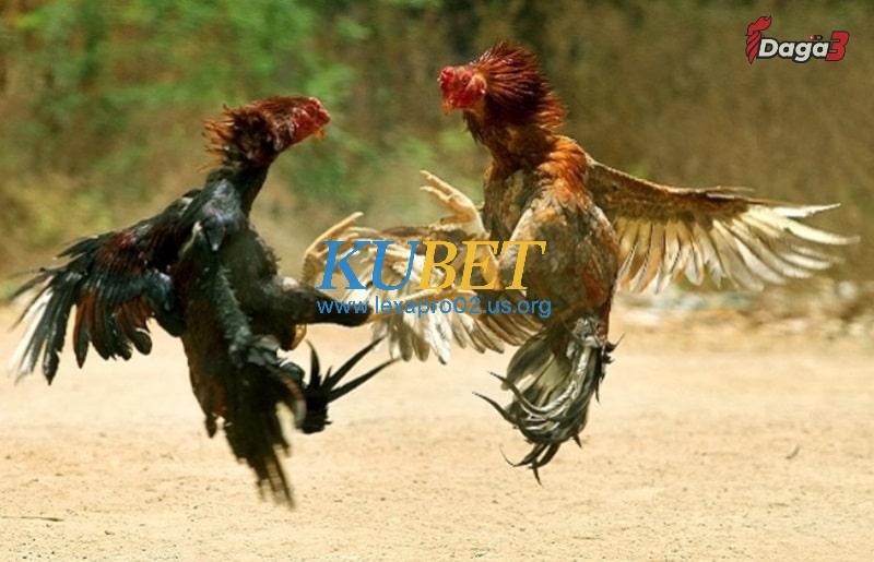 Vì sao sư kê phải có được cách chọn gà chọi tốt?