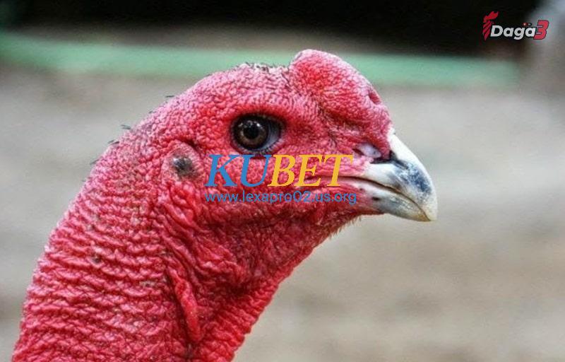 Khi chọn gà chọi tốt cần để ý những yếu tố gì?