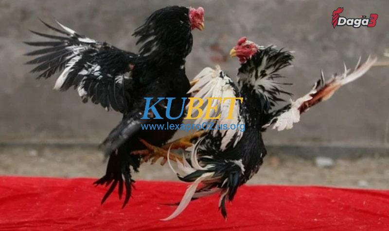 Lưu ý quan trọng khi chọn gà chọi tốt