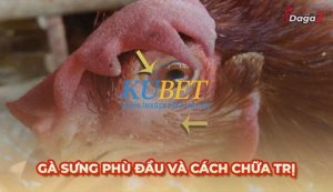 Bệnh gà sưng phù đầu – Tổng hợp kiến thức từ A đến Z