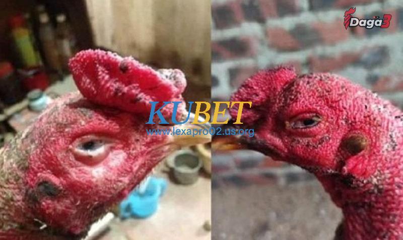 Nguyên nhân gây ra bệnh gà sưng phù đầu
