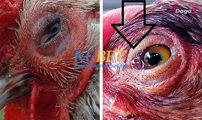 Cách điều trị bệnh gà sưng phù đầu