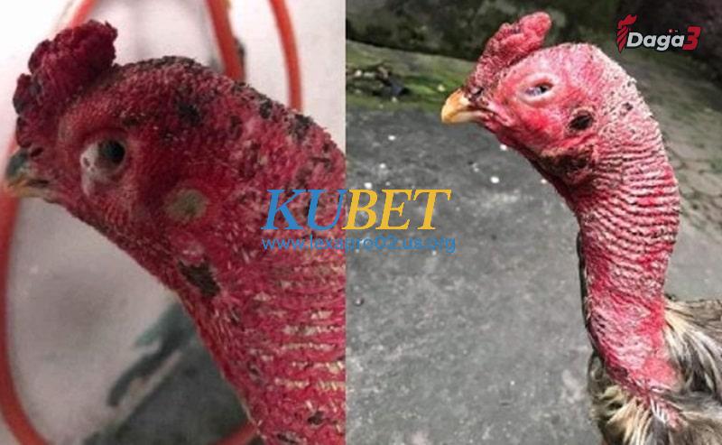 Cách phòng tránh bệnh gà sưng phù đầu