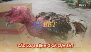 Bệnh ở gà cựa sắt: Nguyên nhân, triệu chứng và cách điều trị