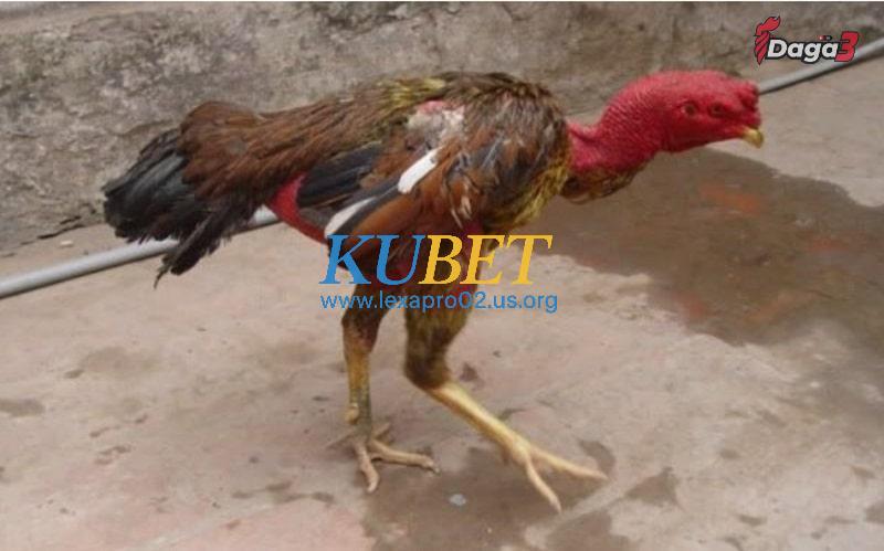 Những loại bệnh ở gà cựa sắt thường gặp