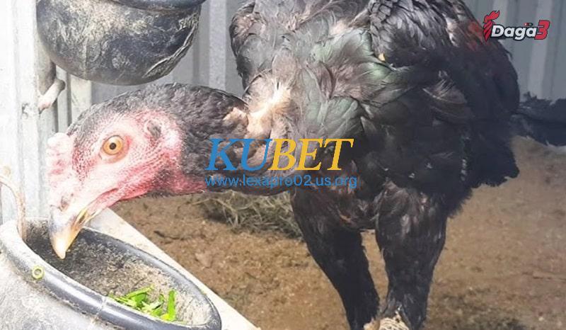 Dấu hiệu nhận biết gà cựa sắt đã mắc bệnh
