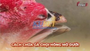 Bí kíp chữa gà chọi hỏng mỏ dưới tại nhà hiệu quả