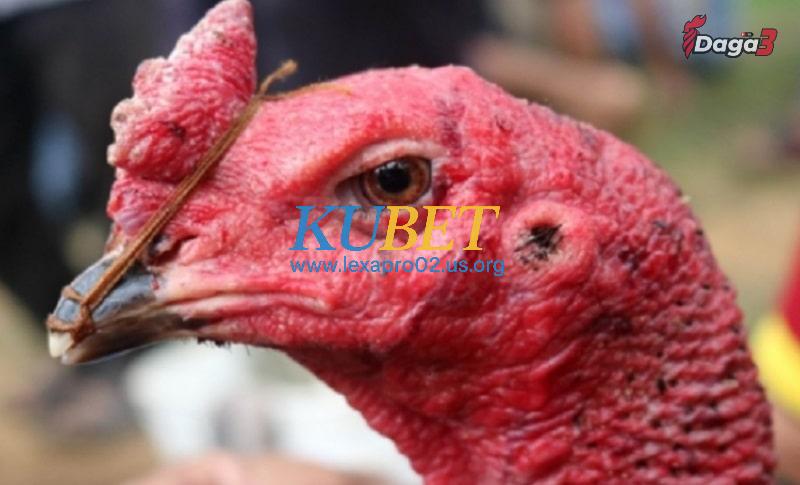 Nguyên nhân làm cho gà chọi hỏng mỏ dưới