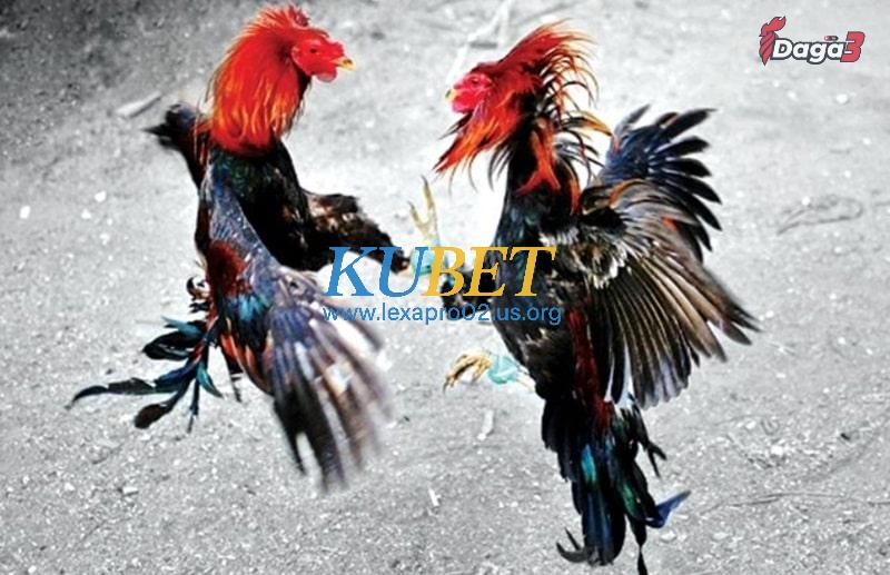 Gà chọi hỏng mỏ dưới có lành được không?