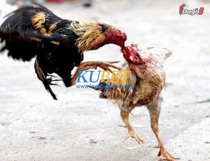 Có thể can thiệp y tế để chữa gà chọi hỏng mỏ dưới