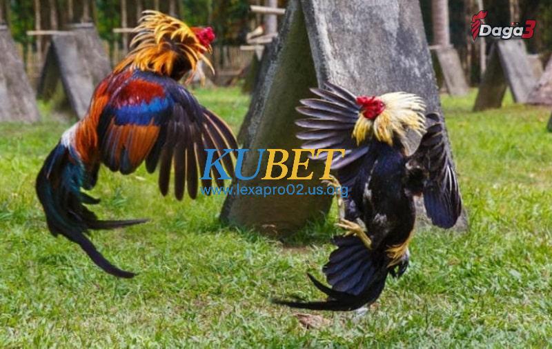 Xem tướng gà chọi có đòn cáo qua đầu