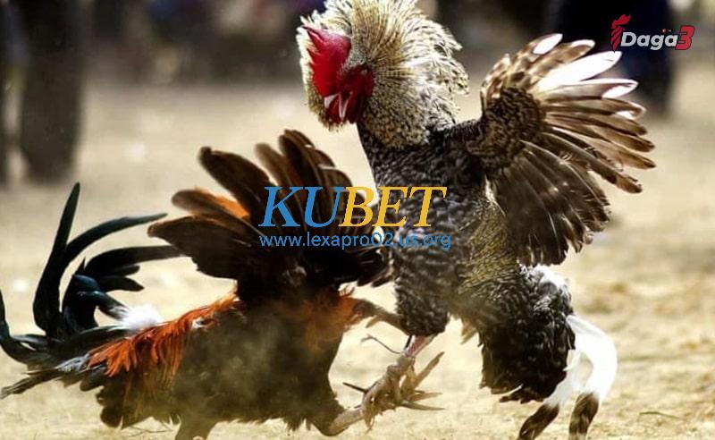 Một số lưu ý khi chọn gà chọi có đòn cáo