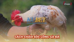 Cách chăm sóc lông gà đá theo từng giai đoạn khác nhau
