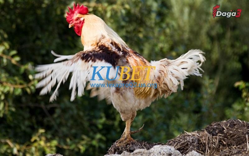 Cách chăm sóc lông gà đá trong giai đoạn thay lông