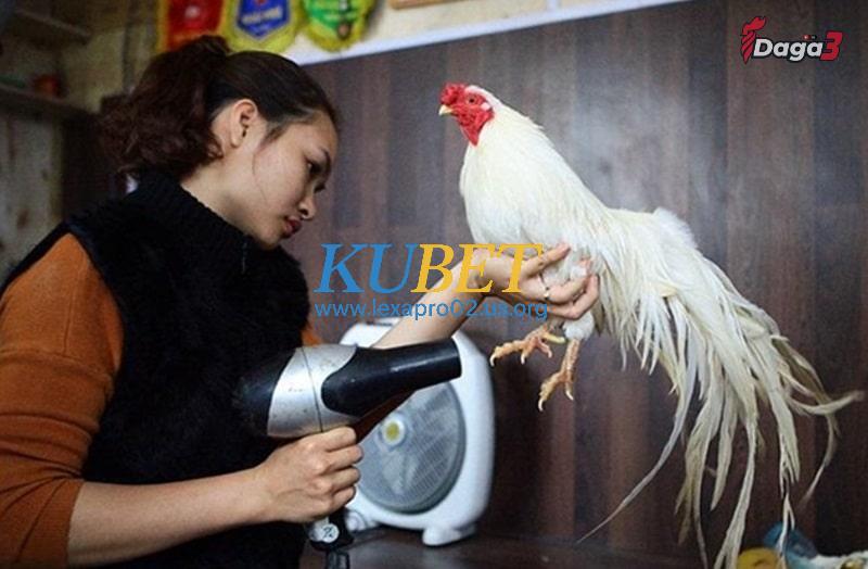 Cách chăm sóc lông gà đá sau khi đã thay lông