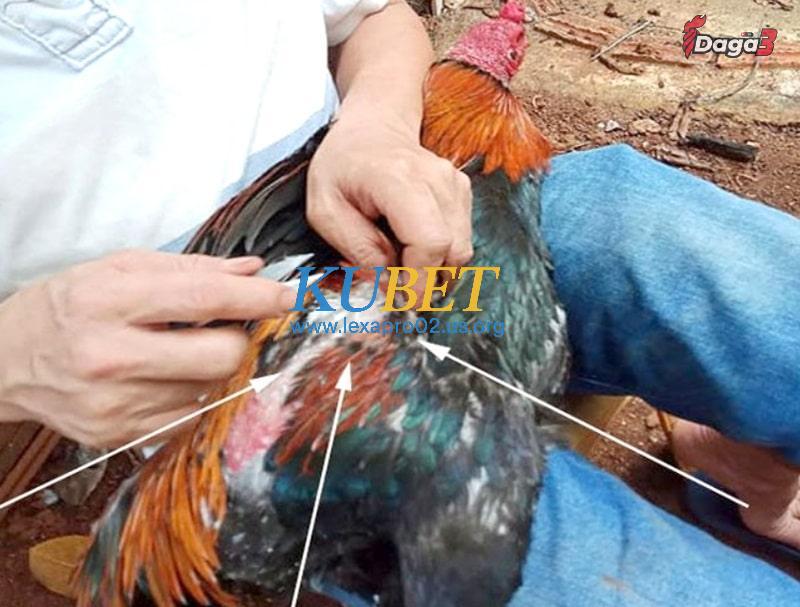 Chăm sóc lông gà đá trong điều kiện thời tiết khắc nghiệt