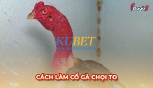 Cách làm cổ gà chọi to chi tiết nhất cho kê thủ