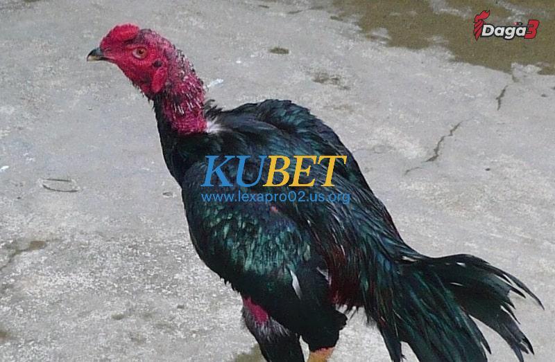 Đặc điểm chung của cổ gà chọi