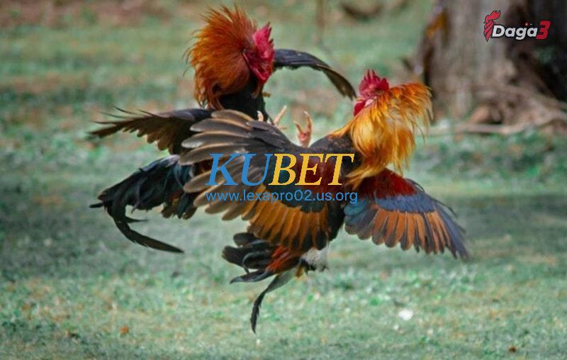 Lưu ý khi áp dụng cách làm cổ gà chọi to