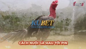 Cách nuôi gà mau tới pin giúp chiếm ưu thế khi thi đấu