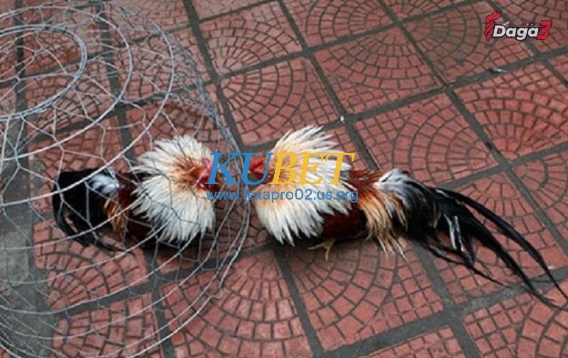 Giảm mỡ và bắt đầu tăng cơ là cách nuôi gà mau tới pin