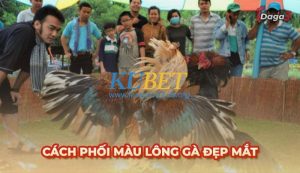 Cách phối màu lông gà đẹp mắt, tạo ra màu lông cực hiếm