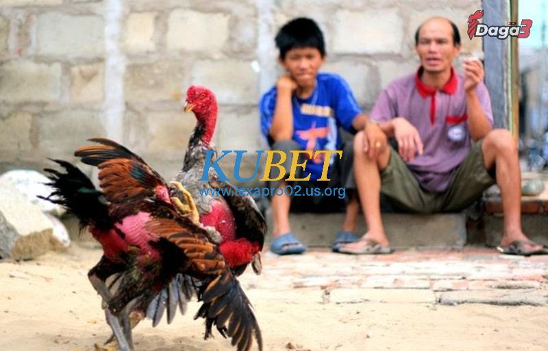 Cách phối màu lông gà cực đẹp nên học ngay