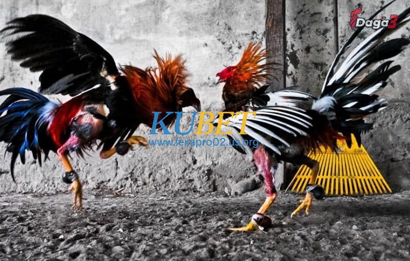 Việc phối màu lông gà đôi khi sẽ xảy ra tình trạng sai số