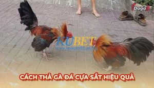 Cách thả gà đá cựa sắt đúng kỹ thuật nhất hiện nay