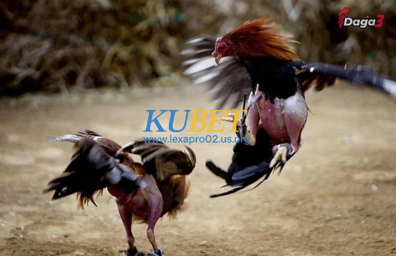 Các kỹ thuật cần có trong cách thả gà đá cựa sắt