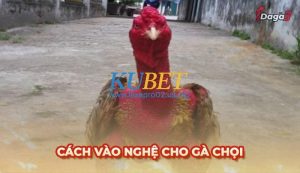 Cách vào nghệ cho gà chọi đơn giản, hiệu quả và an toàn