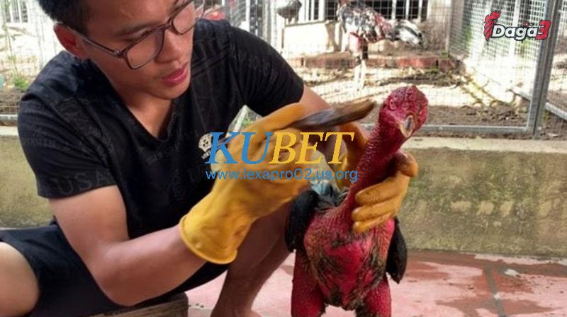 Hiểu về cách vào nghệ cho gà chọi