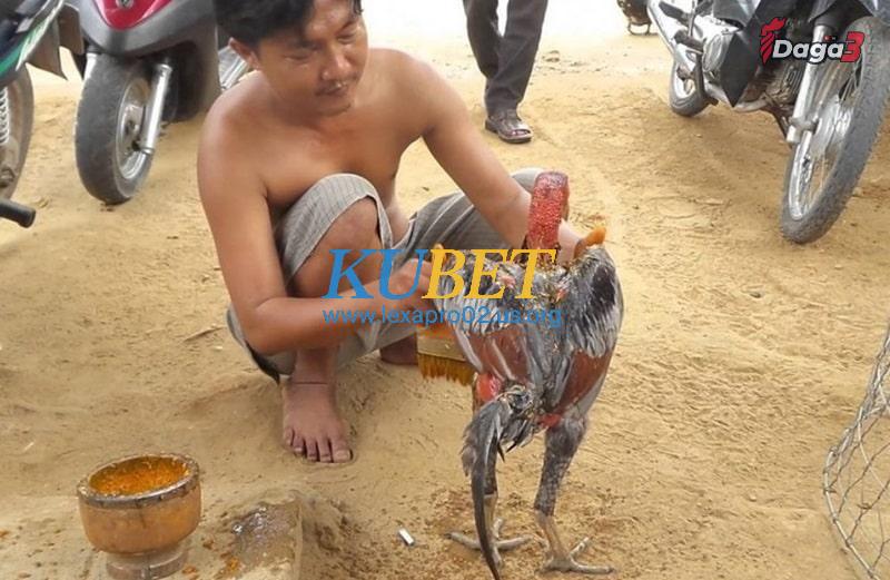 Vào nghệ cho gà chọi gồm những bước nào?