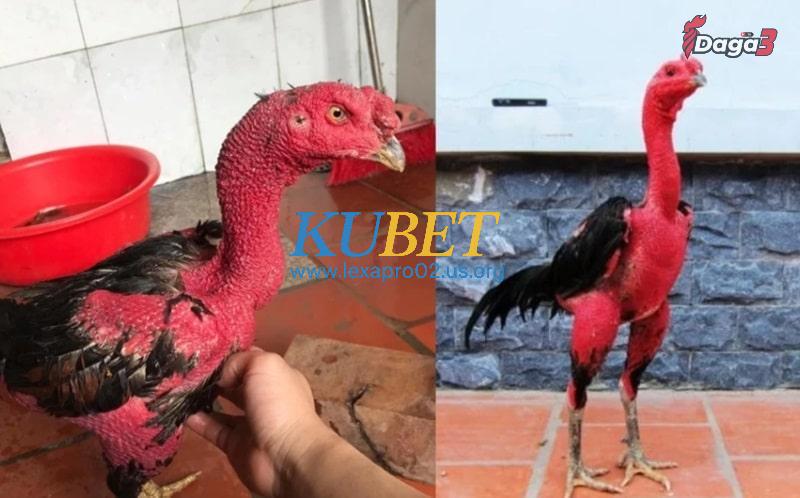 Làm thế nào để ra nghệ cho gà chọi?
