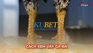 Cách xem vảy gà đá siêu chuẩn tăng tỷ lệ thắng lên 90%