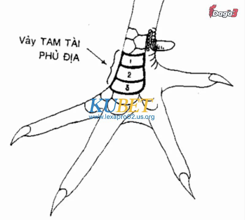 Lý do nên xem vảy gà đá