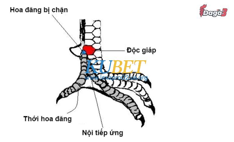 Cần lưu ý gì trong việc xem vảy gà đá