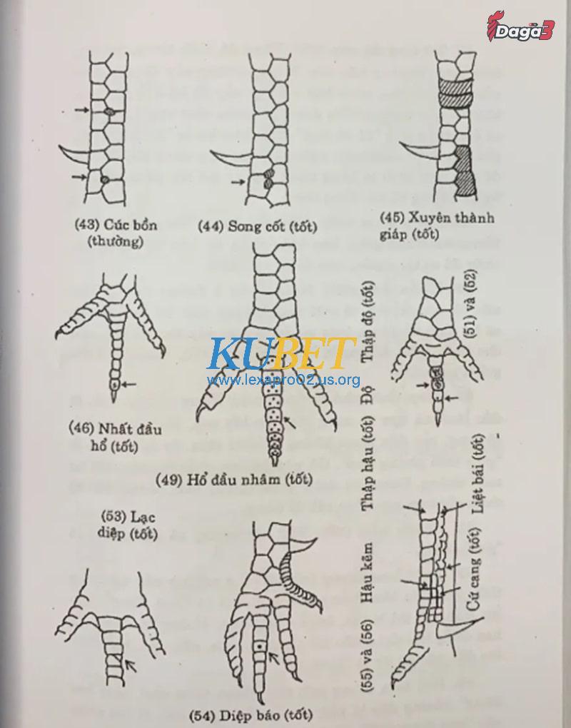 Cách xem vảy gà đá các dòng nổi bật