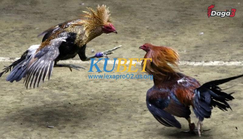 Coi trực tiếp đá gà Thomo ở trang nào chuẩn nhất hiện nay?