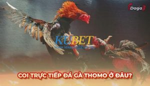 Coi trực tiếp đá gà Thomo ở trang nào chuẩn nhất hiện nay?