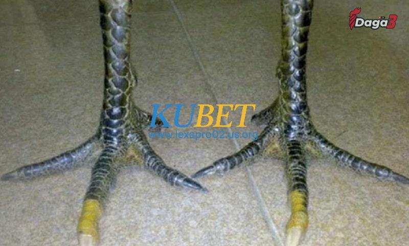 Gà hắc hổ thới là giống gà gì?