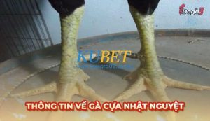Gà cựa Nhật Nguyệt: Đặc điểm, đòn đá, và cách huấn luyện