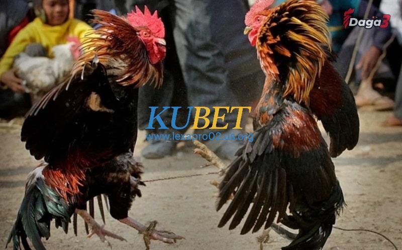 Gà cựa Nhật Nguyện có những đòn đá cực hiểm