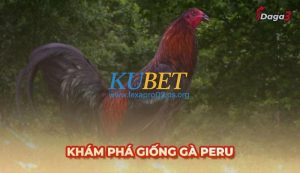 Gà Peru là gì? Tìm hiểu về giống gà chọi nổi tiếng thế giới