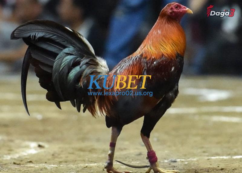 Xuất xứ của giống gà Peru