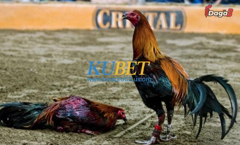 Gà Peru có nhiều đặc điểm nôi bật