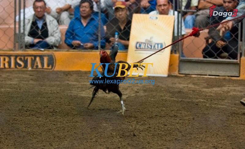 Cách nuôi dưỡng và chăm sóc gióng gà chọi Peru