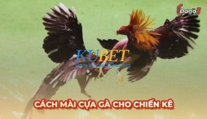 Hướng dẫn cách mài cựa gà cho chiến kê đơn giản mà hiệu quả