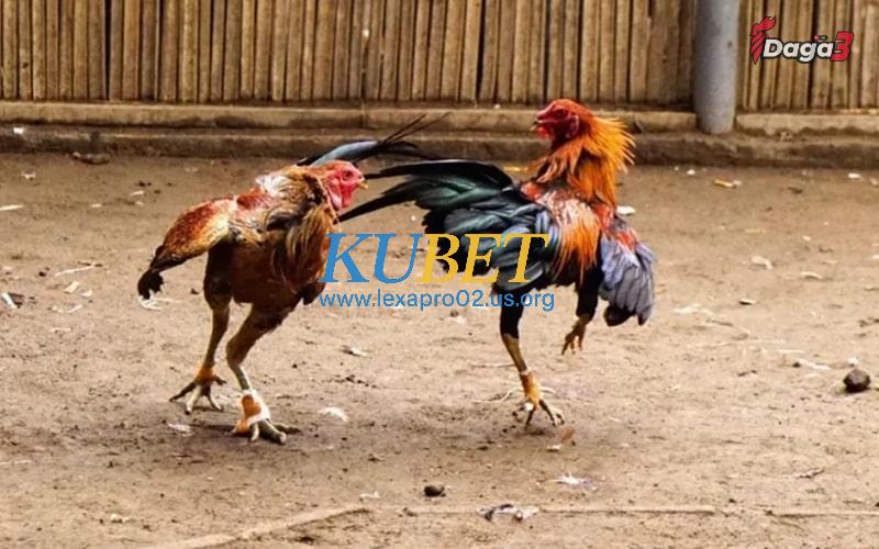 Cách bảo dưỡng cựa gà cho chiến kê sau khi mài